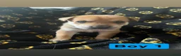 Mixed Breed dogs for sale: Shepard cross shar pei - Advert 14