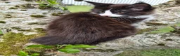 Maine Coon cats for sale: XL maine coon kittens GCCF  - Advert 13