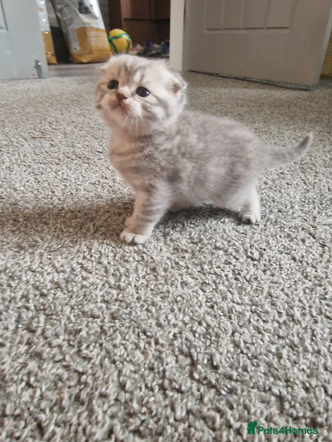 Scottish Fold cats for sale: Stunning TICA Registered Babies in Bolton - Image 18