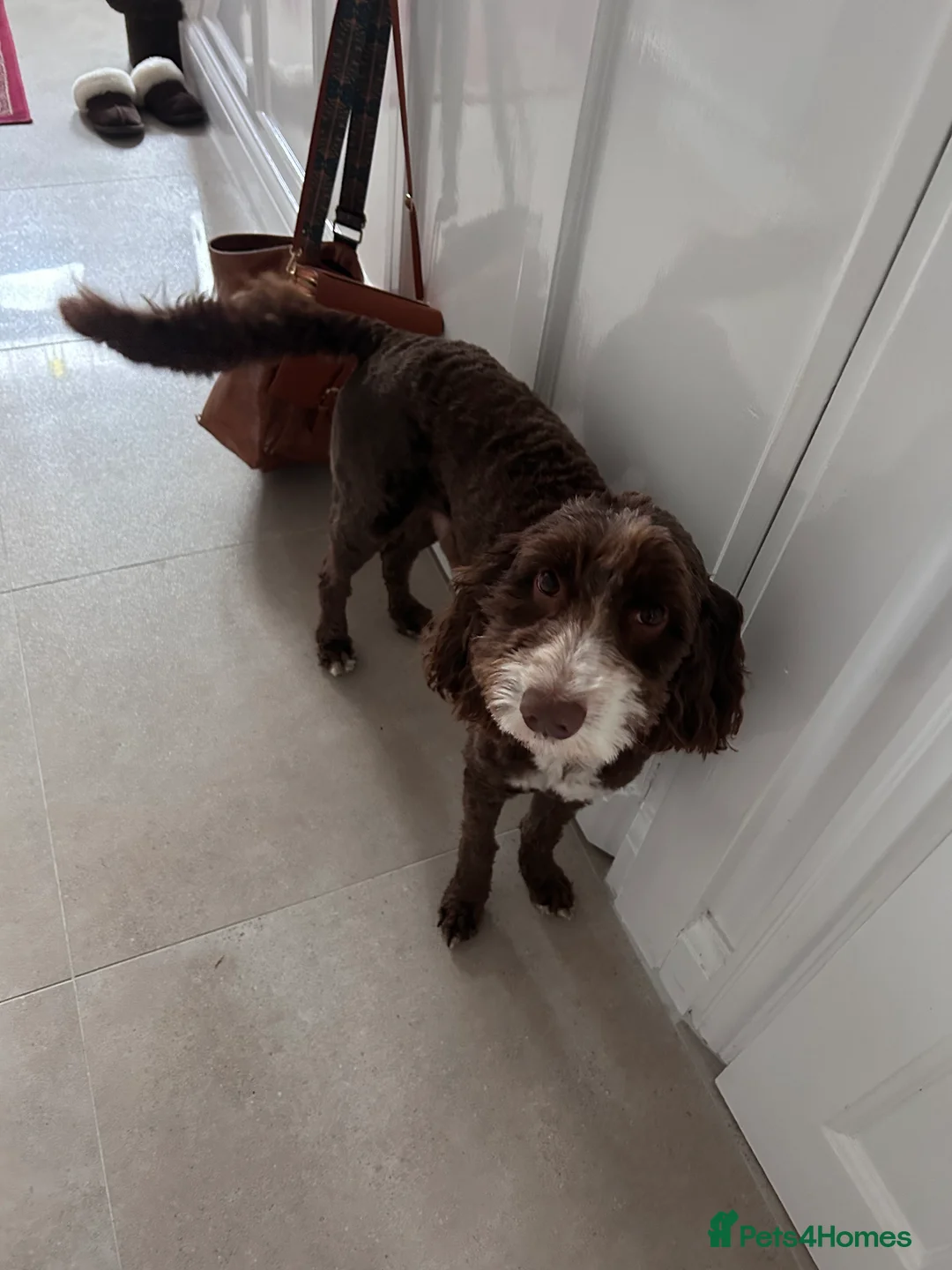 Mixed Breed dogs for stud: Sproodle labdradoodle cross to stud no charge - Advert 7