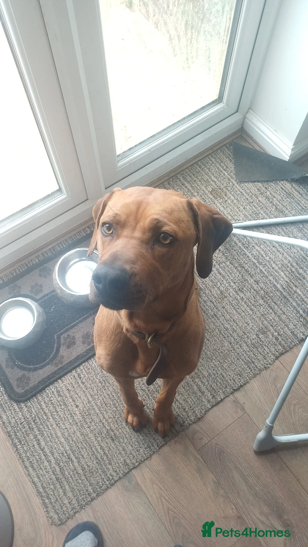 Rhodesian Ridgeback dogs for sale: 18 month old Ridgeback for sale - Advert 2