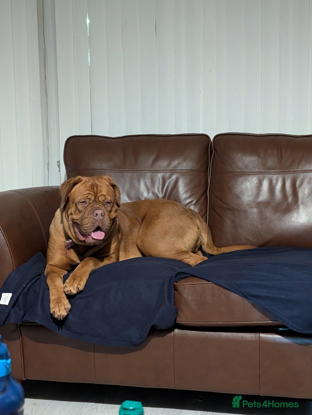 Dogue De Bordeaux dogs for sale: Female dogue de bordeaux  - Advert 1