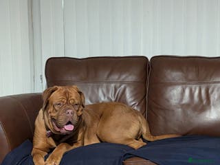 Dogue De Bordeaux dogs Female dogue de bordeaux - Advert 16