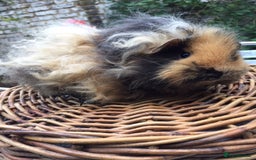 Guinea Pig rodents for sale: Beautiful Texel Guinea Pig babies HP18 - Image 1