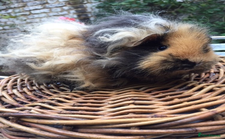 Guinea Pig rodents - Advert 4