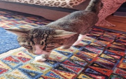 Mixed Breed cats for adoption: TOM a friendly & proud boy who needs a Loving Home - Advert 16