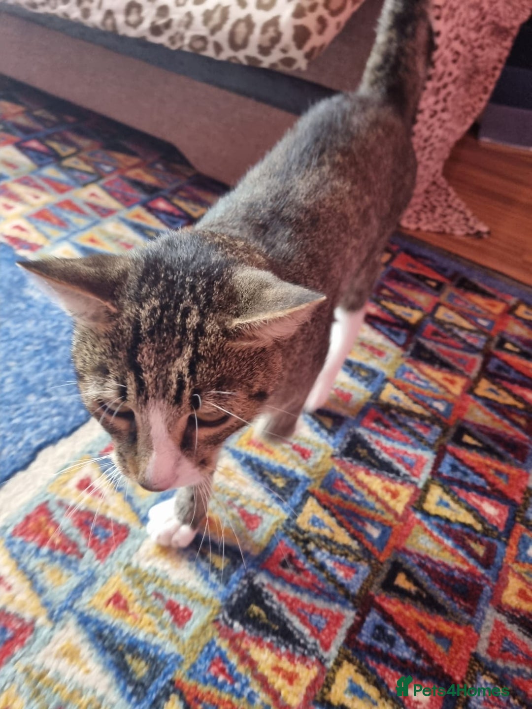 Mixed Breed cats for adoption: TOM a friendly & proud boy who needs a Loving Home - Advert 16