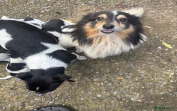 Mixed Breed dogs for sale: Jack Russell cross Shetland sheepdog.  - Image 5