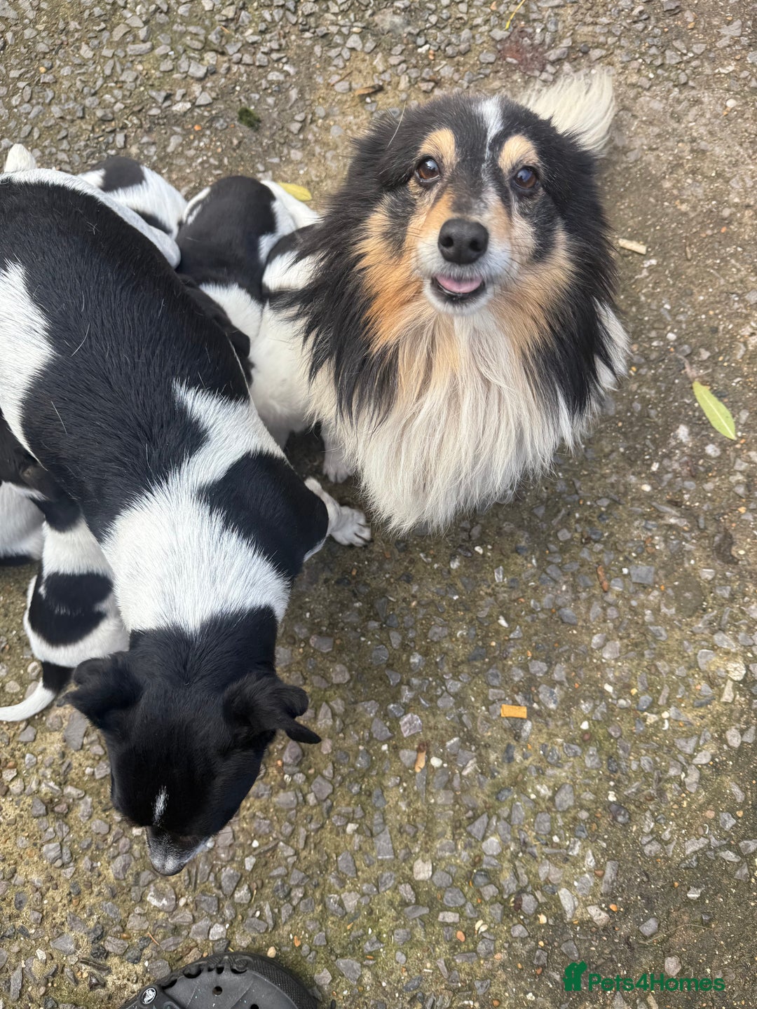 Mixed Breed dogs for sale: Jack Russell cross Shetland sheepdog.  - Image 5