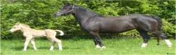 Welsh Section D horses for sale: Beautiful Homebred Welsh Cob Section D Mare - Advert 4