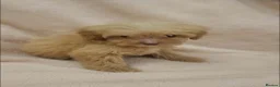Cavapoo dogs for sale: F1B Cavapoo puppies - Advert 12