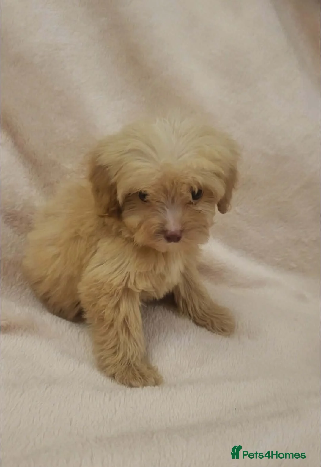 Cavapoo dogs for sale: F1B Cavapoo puppies - Advert 12