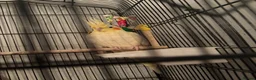 Cockatiels birds for sale: Beautiful pair of Cockatiels for Sale in Rugby - Advert 5