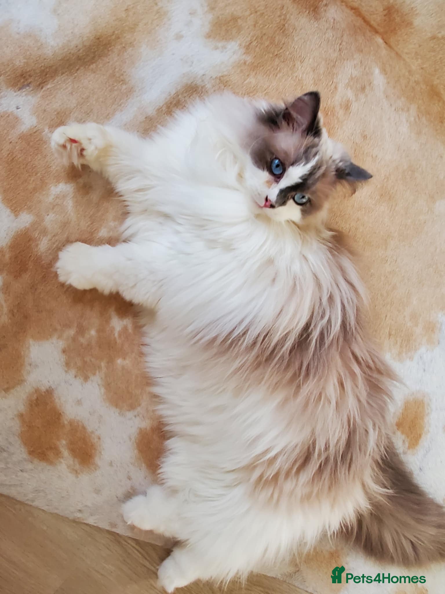 Ragdoll cats Loving Ragdoll girl for sale - Advert 12