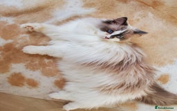 Ragdoll cats for sale: Loving Ragdoll girl for sale - Image 6