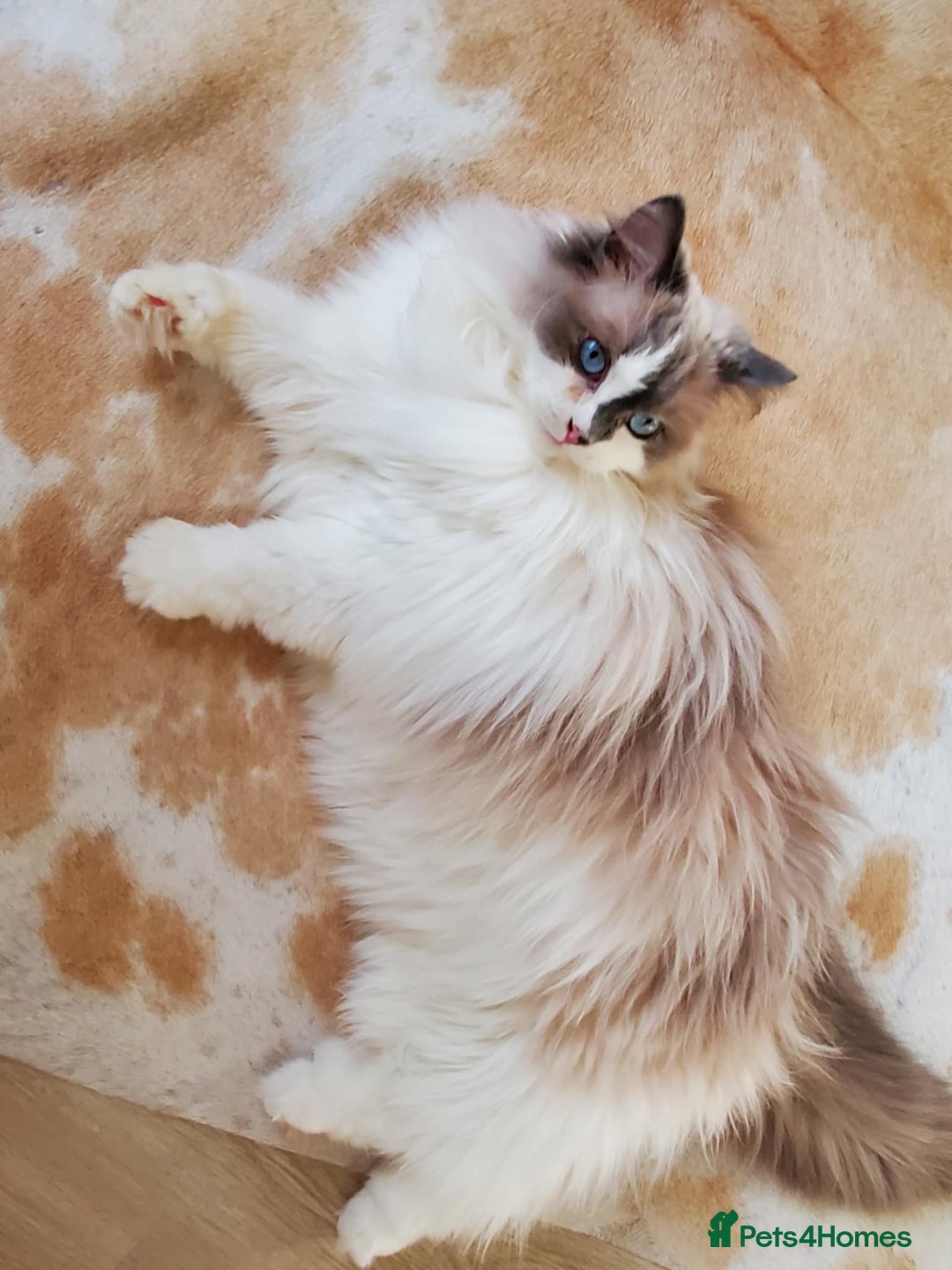 Ragdoll cats for sale: Loving Ragdoll girl for sale - Image 6