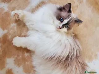 Ragdoll cats Loving Ragdoll girl for sale - Advert 10