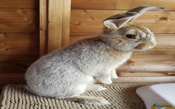 Argente rabbits for sale: Beautiful , friendly girl - Image 2