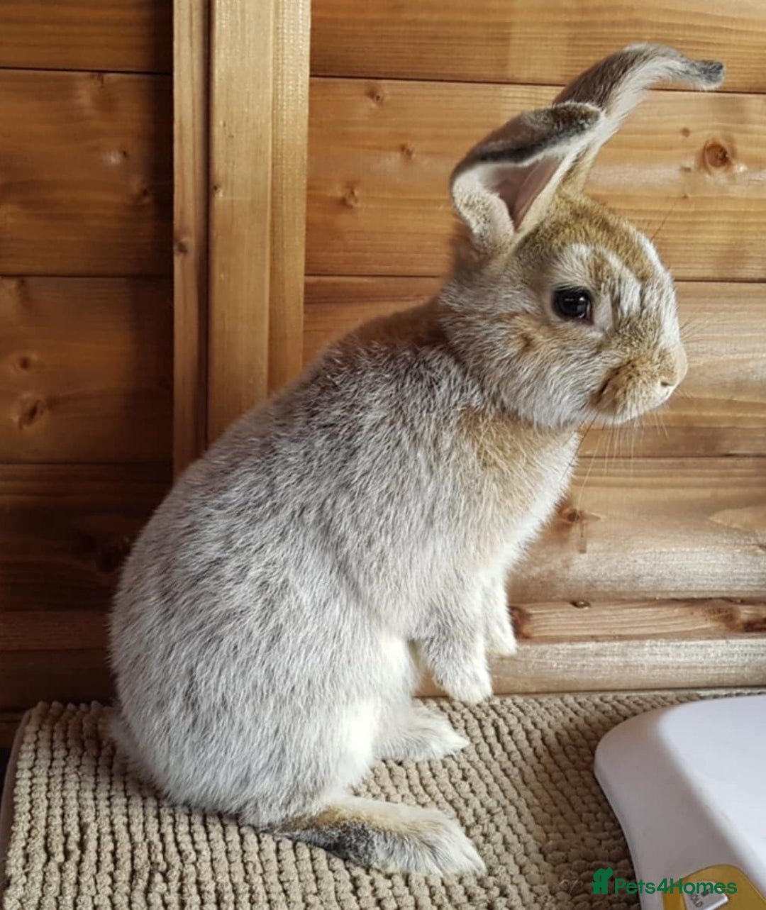 Argente rabbits for sale: Beautiful , friendly girl - Image 2