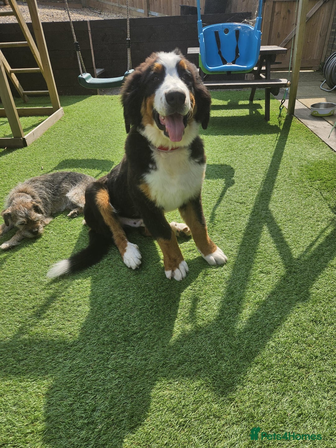 Bernese Mountain Dog dogs for sale: 5 months old beautiful boy Bernese Mountain dog - Image 5