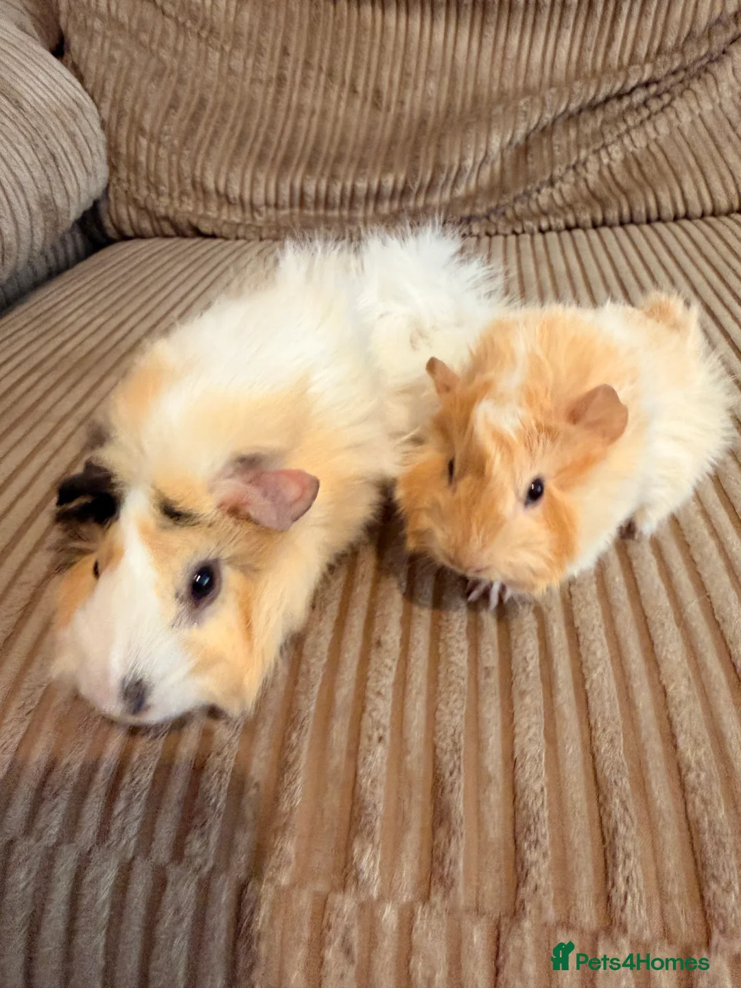 Guinea Pig rodents for sale: Female Abyssinian Guinea pig and her sow offspring - Advert 4