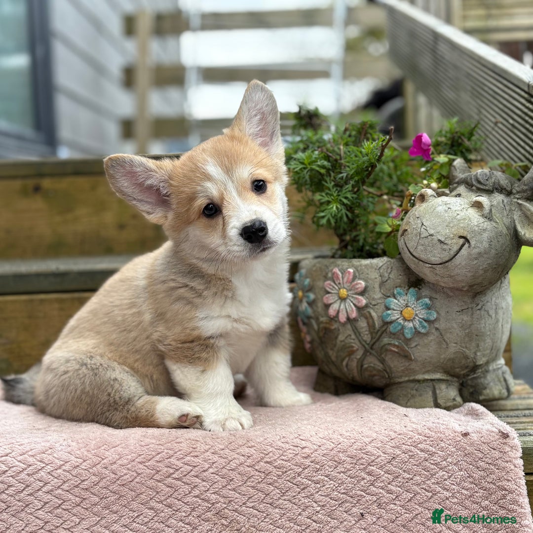 Welsh Corgi Pembroke dogs for sale: Outstanding Pembrokeshire Corgi Puppies  - Image 10