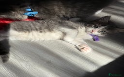 British Shorthair cats for sale: Beautiful bred British shorthairs  - Image 12