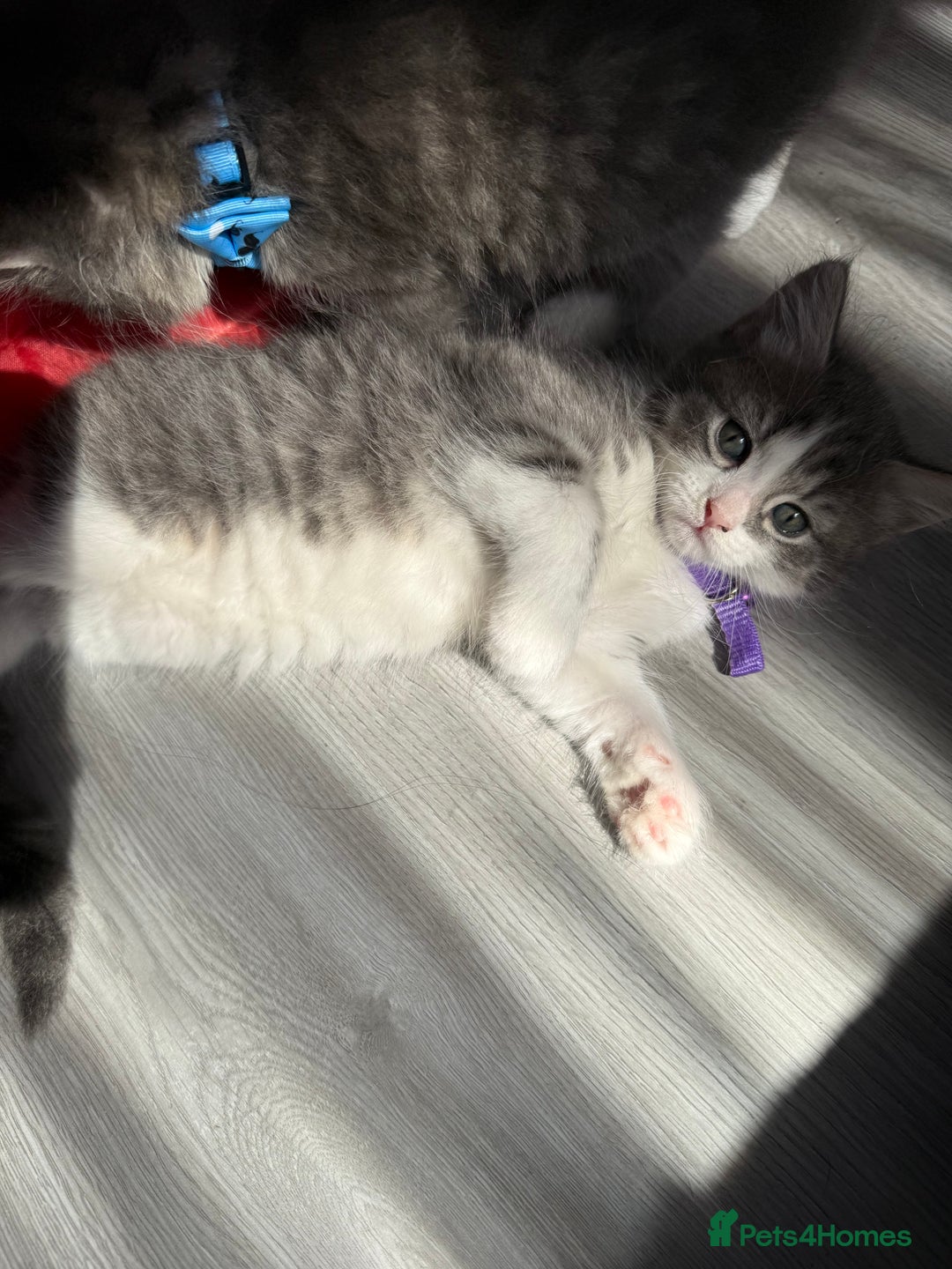 British Shorthair cats for sale: Beautiful bred British shorthairs  - Image 12