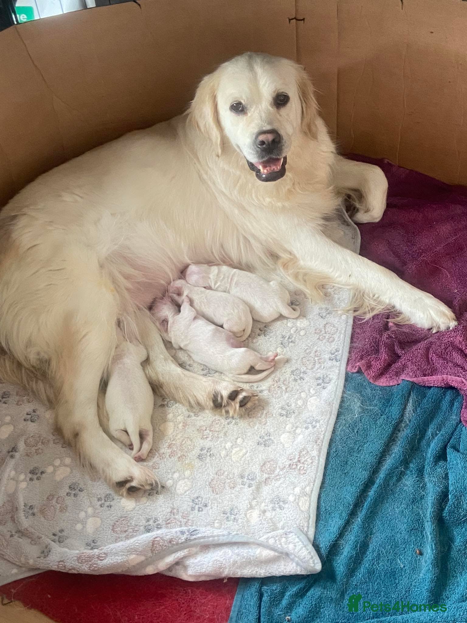 Golden Retriever dogs KC Registered Show Line Golden Retriever Puppies - Advert 3