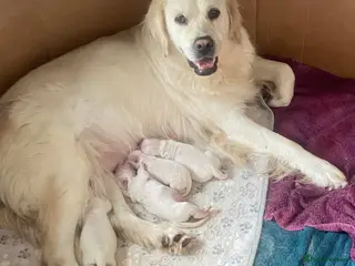 Golden Retriever dogs KC Registered Show Line Golden Retriever Puppies - Advert 3