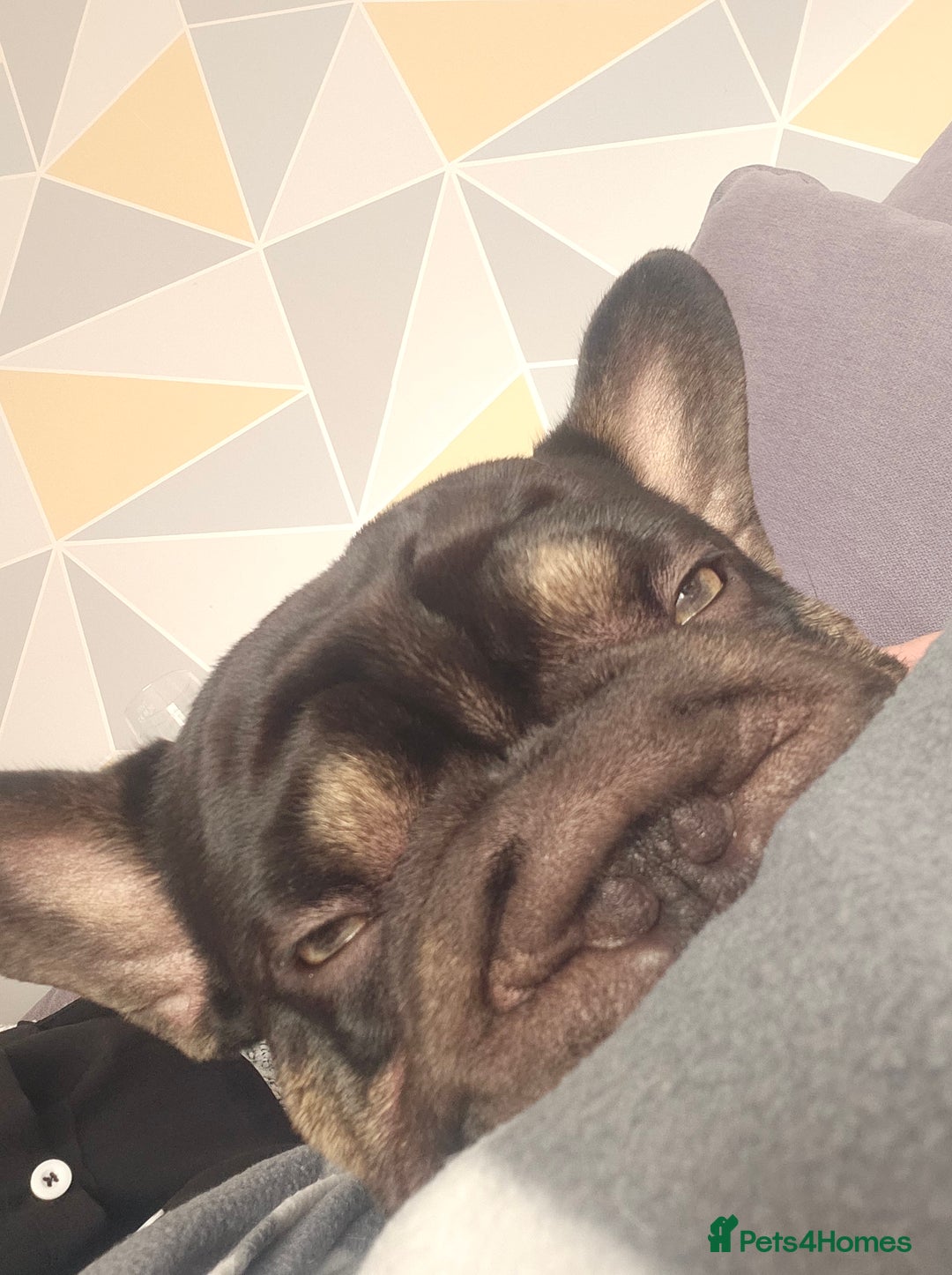 French Bulldog dogs for sale: Dugi is looking for his forever home  - Advert 10