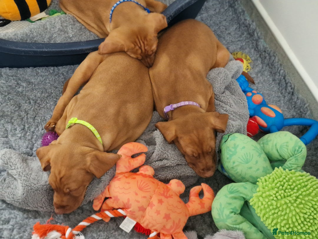 Hungarian Vizsla dogs for sale: All puppies now reserved/rehomed  - Image 15