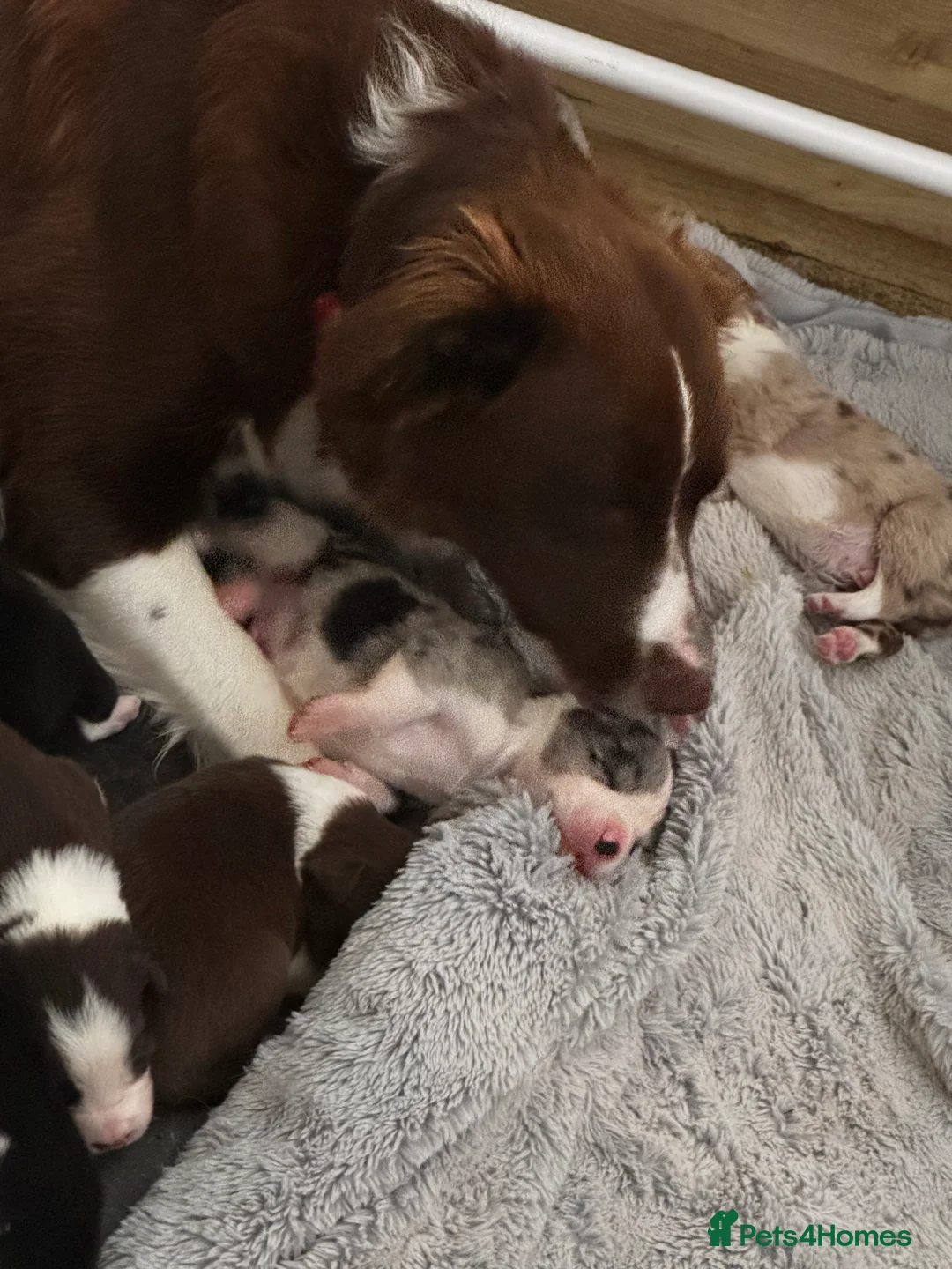 Border Collie dogs for sale: Border collies  in Evesham - Advert 2