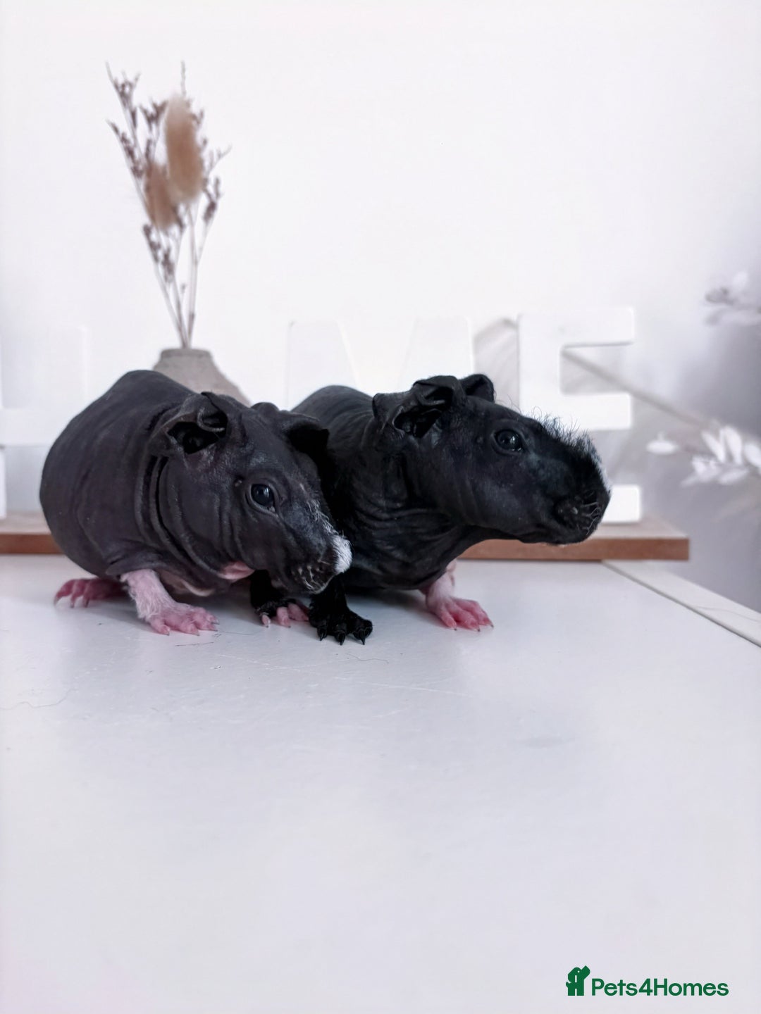 Guinea Pig rodents for sale: Skinnypig Baby Boars - Image 7