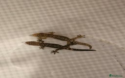 Gecko reptiles for sale: Small mourning gecko colony - Image 3