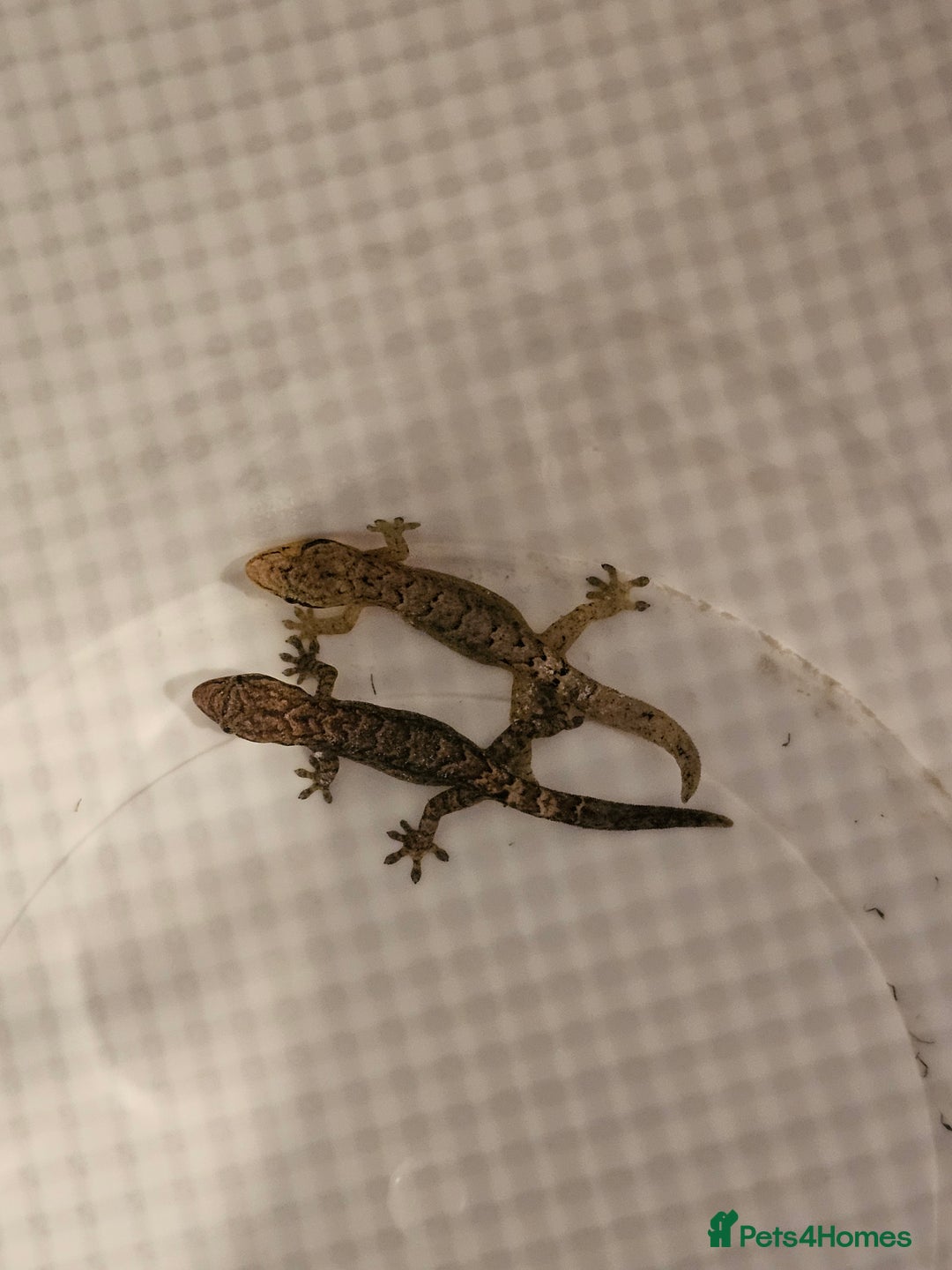 Gecko reptiles for sale: Small mourning gecko colony - Image 3