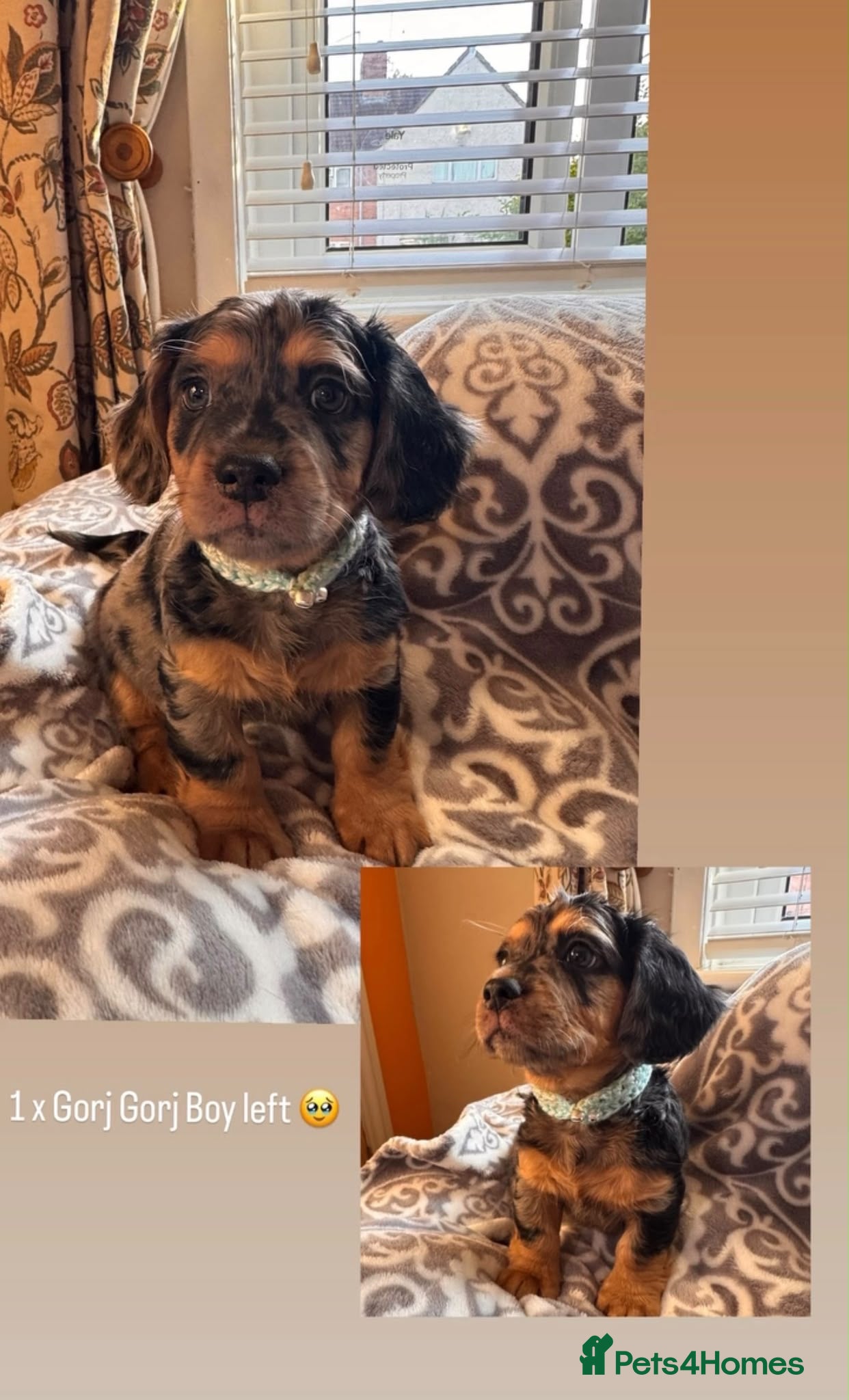 Mixed Breed dogs Miniature Isabella dachshund//with Frenchie - Advert 2