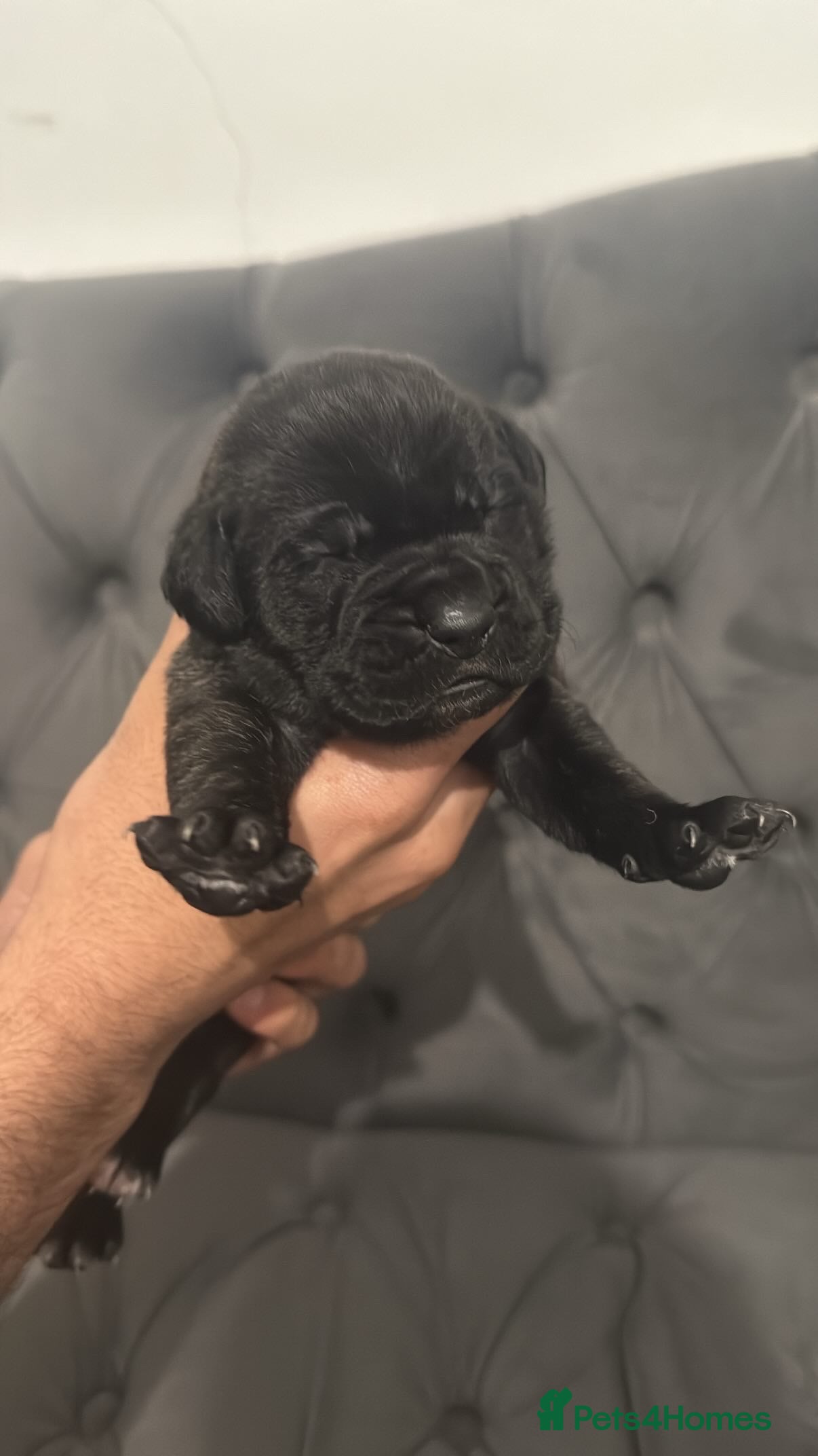 Presa Canario dogs (Pure elite) Presa Canario puppies - Advert 4