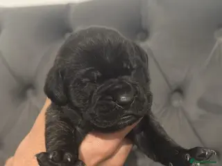 Presa Canario dogs (Pure elite) Presa Canario puppies - Advert 4