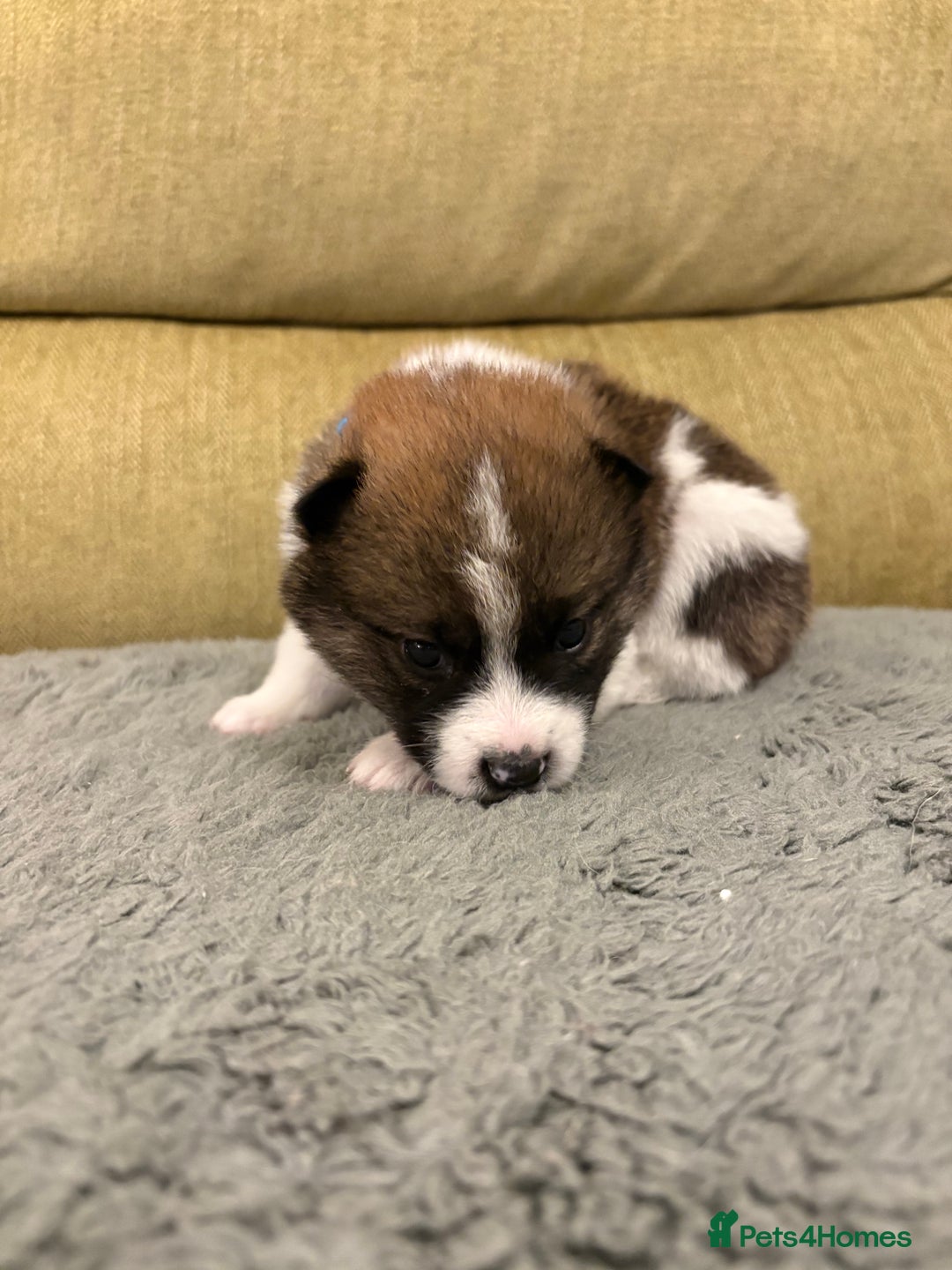 Mixed Breed dogs for sale: Pomskiba Inu Puppies. Shiba Inu x Pomsky - Advert 38