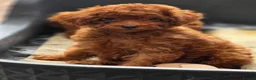 Toy Poodle dogs for sale: Asian toy poodle  - Advert 34