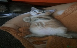 British Longhair cats for sale: Full vaccinated, microchiped, healthy checked girl - Image 2