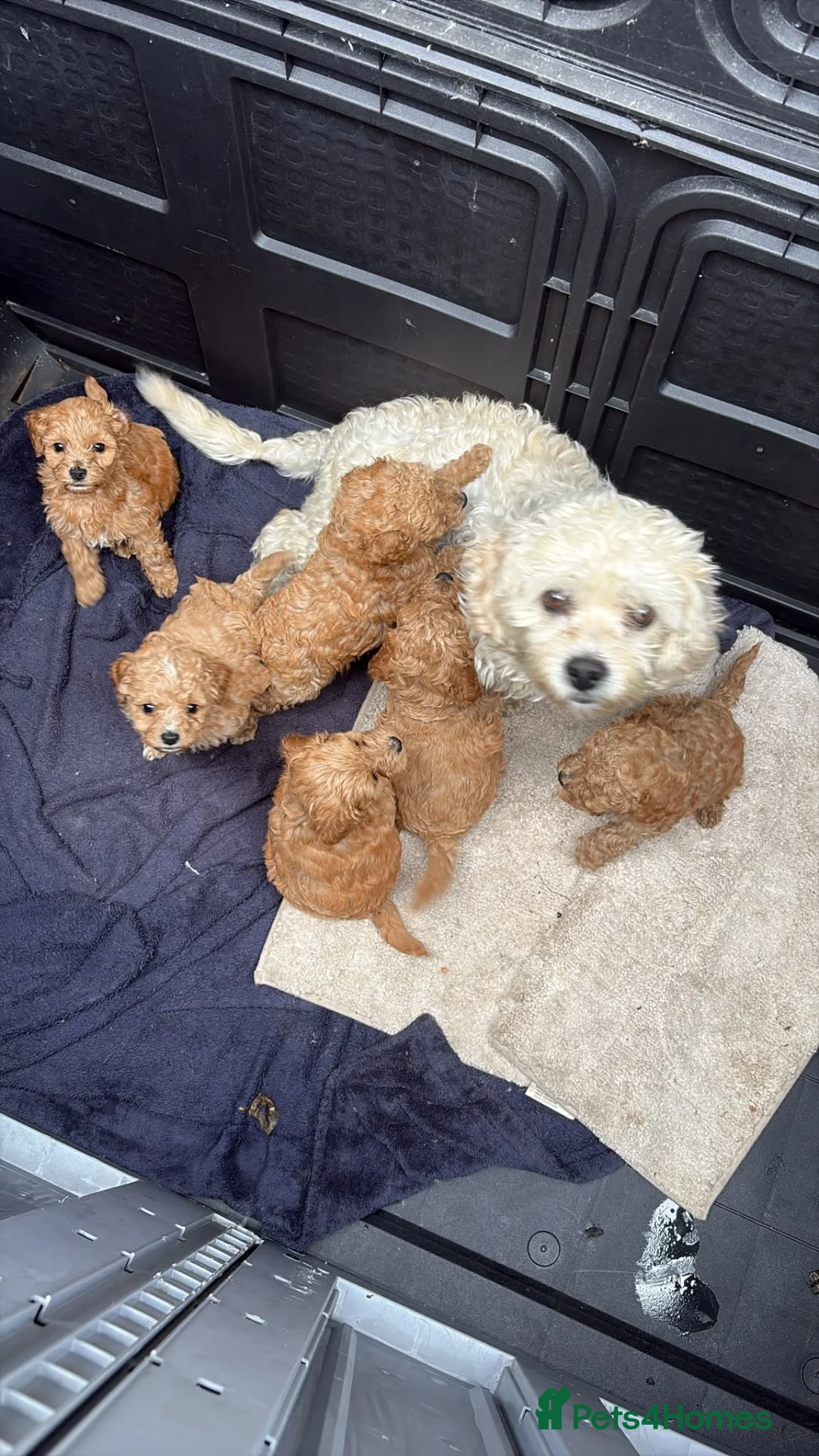 Cavapoo dogs for sale: Cavanpoo puppies  - Advert 2
