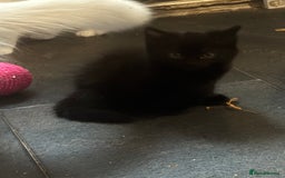 Mixed Breed cats for sale: 3 Cute kittens ready ASAP £100 - Image 6