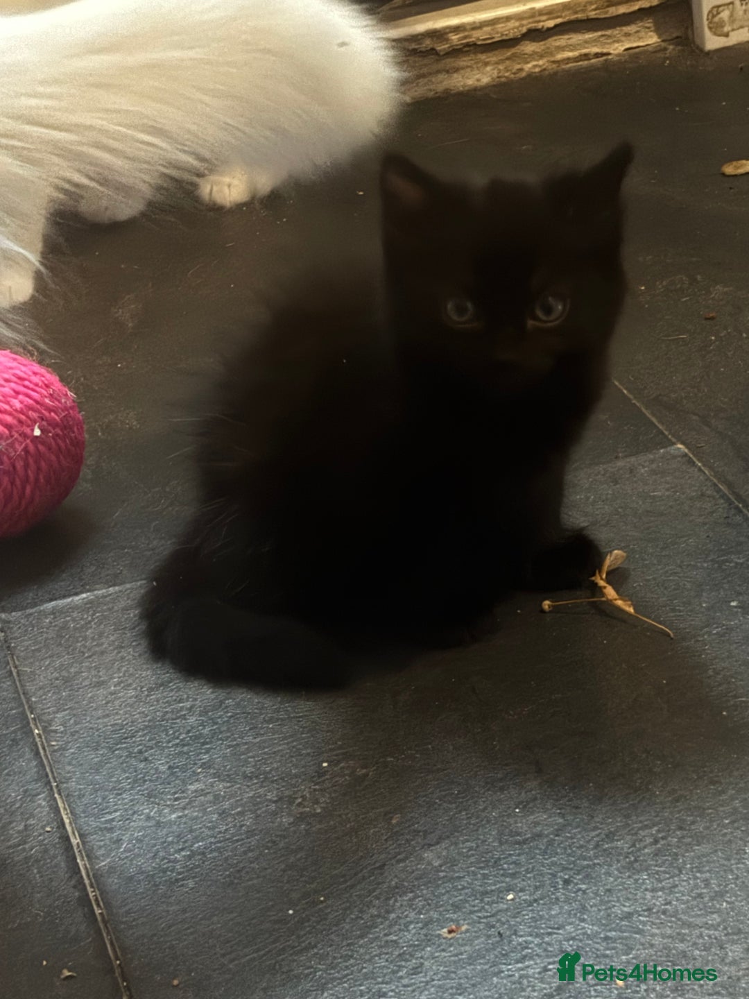 Mixed Breed cats for sale: 3 Cute kittens ready ASAP £100 - Image 6