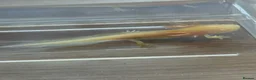 Axolotl reptiles for sale: Axolotl Babies  - Advert 1