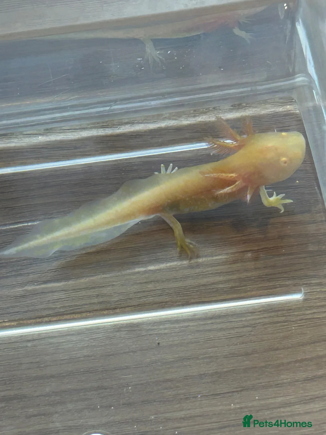 Axolotl reptiles for sale: Axolotl Babies  - Advert 1