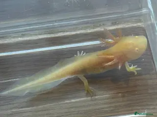 Axolotl reptiles Axolotl Babies - Advert 4