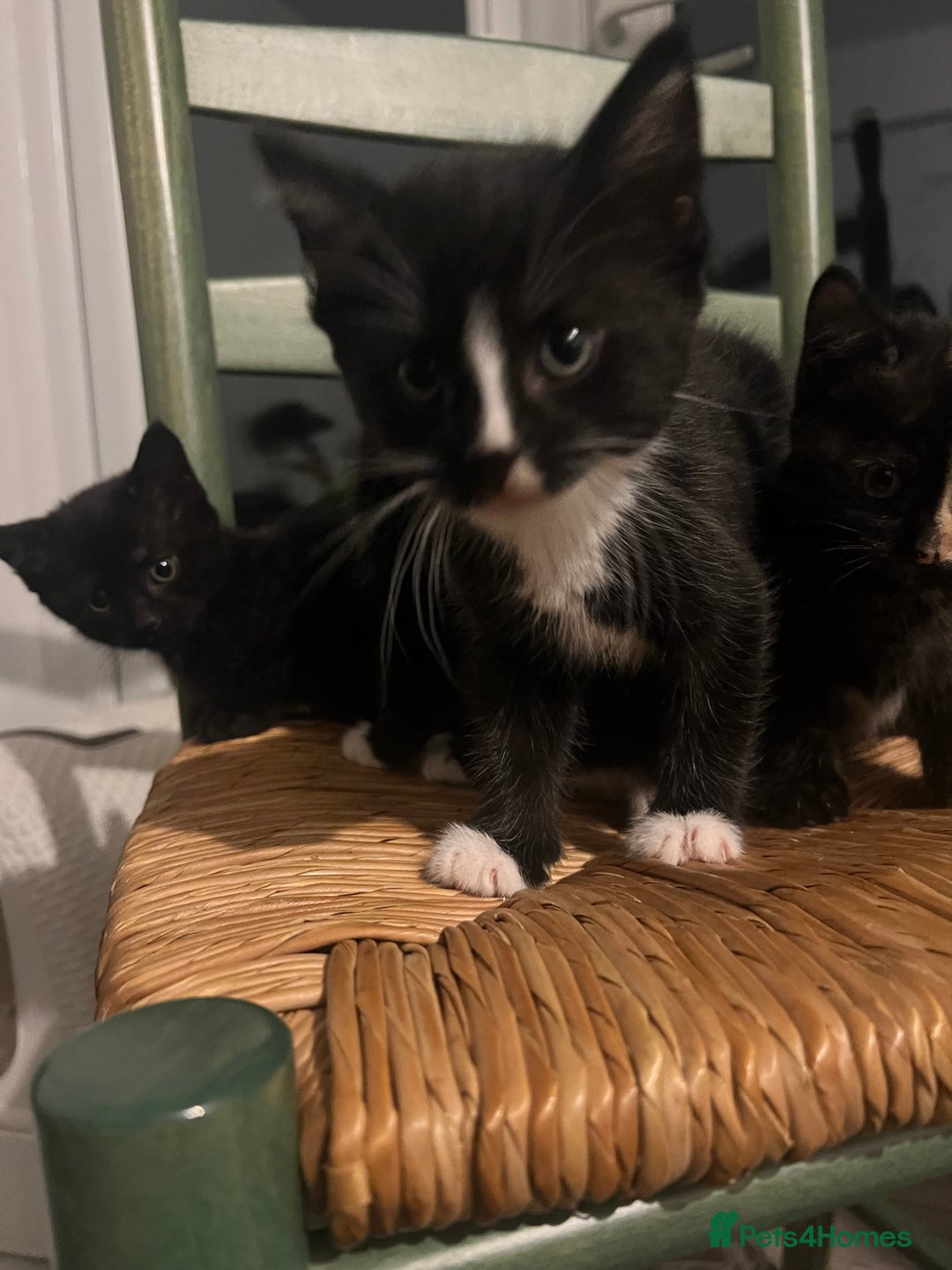 Bengal cats for sale: Bengal Mix Ready!!- 4/6 left! - Image 6