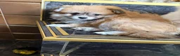 Pomapoo dogs for sale: Teddy bear pompoos - Advert 2